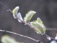 Salix acutifolia
