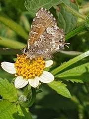 Uranothauma nubifer nubifer