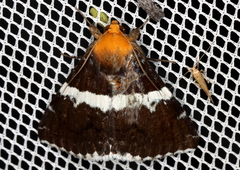 Buzara latizona