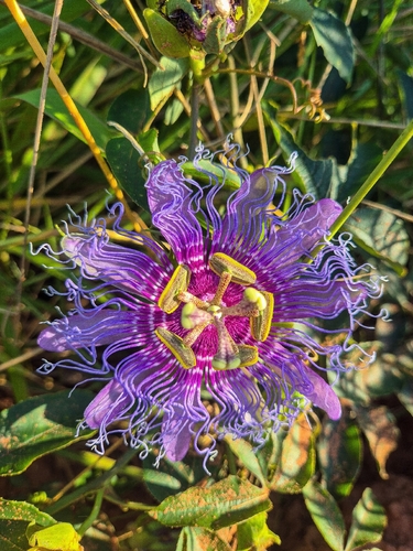 crato passionvine