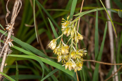 Luzula lutea