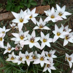 Tulipa clusiana