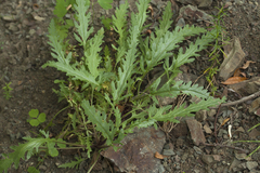 Veronica schmidtiana