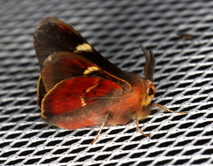 Nataxa flavescens
