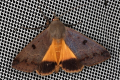 Ophiusa disjungens