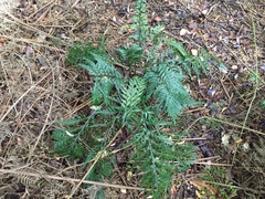 Asplenium appendiculatum