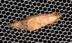 Achyra affinitalis