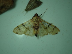 Azochis