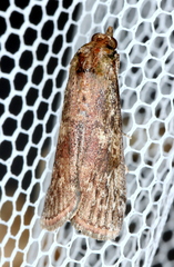 Galleriinae