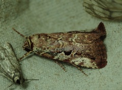 Perigea illicita