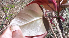 Ficus arnottiana