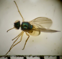 Dolichopodinae