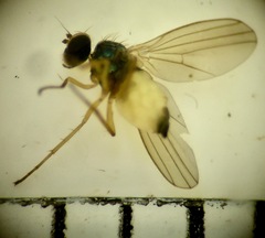 Dolichopodinae