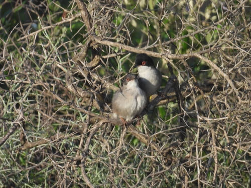 Avistamiento Curruca cabecinegra