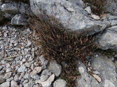 Teucrium asiaticum, photograph (c) Yves Bas, some rights reserved (CC BY)