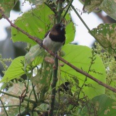 Lonchura leucogastroides