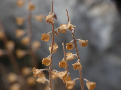Teucrium asiaticum, photograph 3