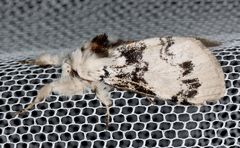 Iropoca rotundata