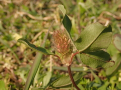 Trifolium pratense