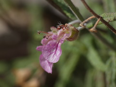 Teucrium asiaticum