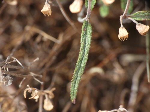 Teucrium asiaticum, photograph 4