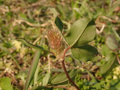 Trifolium pratense