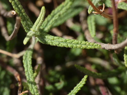 Teucrium asiaticum, photograph 2