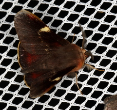 Nataxa flavescens