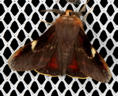 Nataxa flavescens