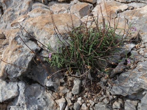 Teucrium asiaticum, photograph 1