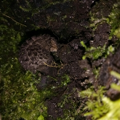 Strobilomyces confusus