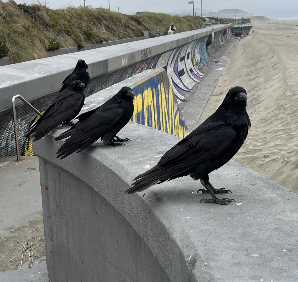 Raven Ocean Common Raven from Ocean Beach, San Francisco, CA, US on May 1, 2026 at ...