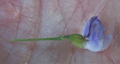 Psoralea axillaris