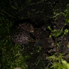 Strobilomyces confusus