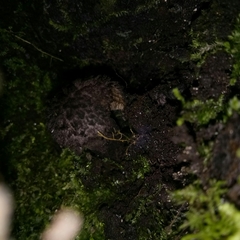 Strobilomyces confusus