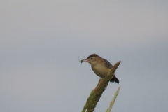 Cisticola juncidis