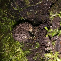 Strobilomyces confusus
