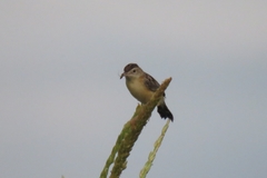Cisticola juncidis