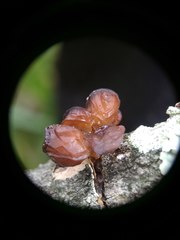 Auricularia minor