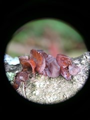 Auricularia minor
