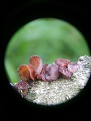 Auricularia minor