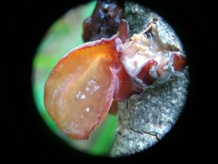 Auricularia minor