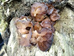 Auricularia minor