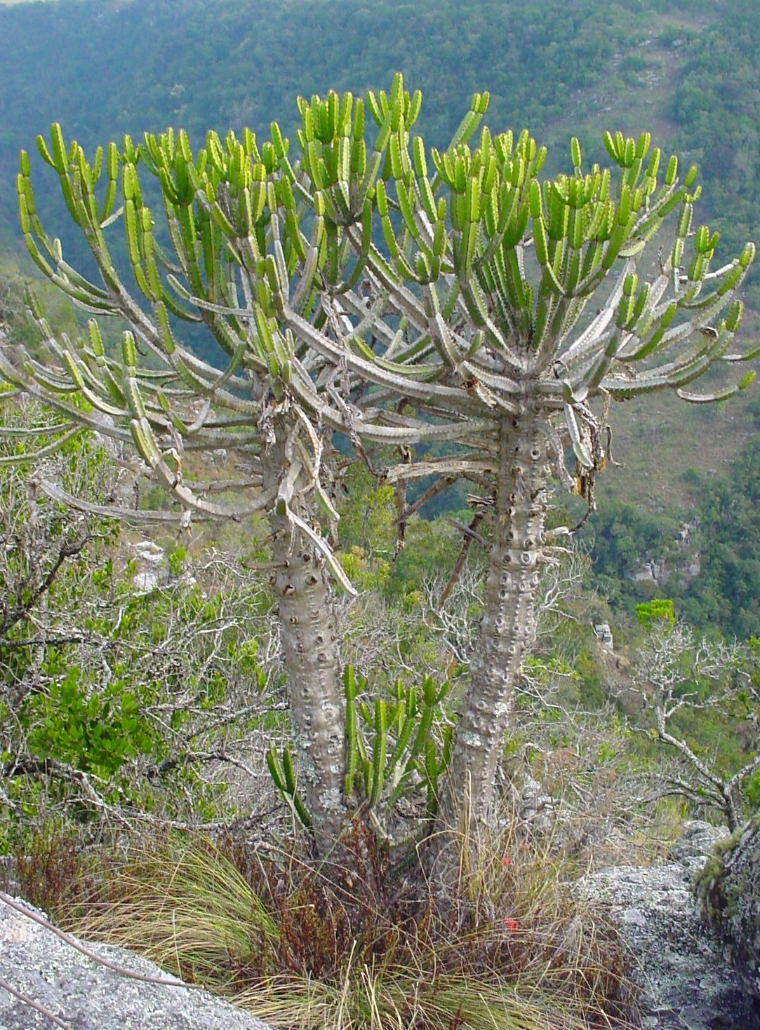 Euphorbia tetragona