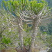Euphorbia tetragona - Photo (c) Errol Douwes, alguns direitos reservados (CC BY-NC), uploaded by Errol Douwes