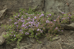 Thymus semiglaber