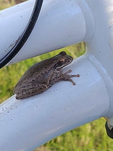Montevideo Tree Frog
