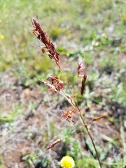 Sorghum leiocladum