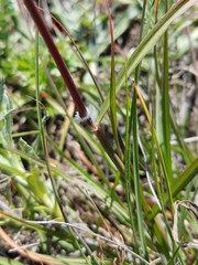 Sorghum leiocladum