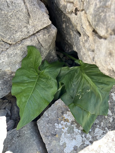 Arum nigrum